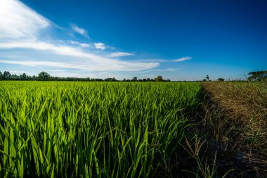 Pirinç tarlasının yeşil çimenli manzarası. Mısır tarlası ya da Asya 'da tarım hasadı. Kabarık bulutlu mavi gökyüzü arka planı..