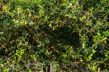 Su damlası desenli yeşil yapraklar, yeşillik yeşil arka plan