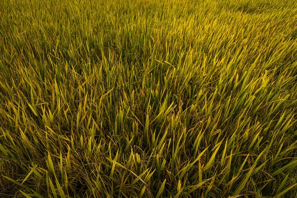Красивое Золотое Ухо Тайского Жасминового Рисового Завода Экологически Чистом Рисовом — стоковое фото