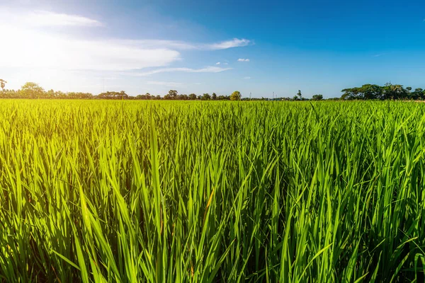 Scénický Pohled Krajina Rýžového Pole Zelená Tráva Poli Kukuřičné Pole — Stock fotografie