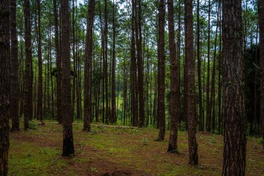 Farklı ağaçlara sahip güzel bir tarla ormanı, Doi Bo Luang Ormanı Parkı 'ndaki dağda çam ağacı yeşili, sabah Chiang Mai, Tayland.