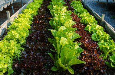 Güzel organik Butterhead, Mini Cos, yeşil ve kırmızı meşe marulu veya sebze bahçesi toprakta yetişiyor, tarım tarımı hasat ediyor..