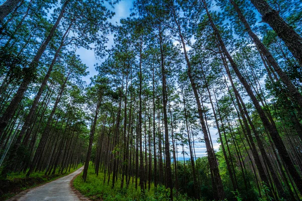 Prachtig Lariksbos Met Verschillende Bomen Dennenbos Groen Berg Natuurpad Bij — Stockfoto