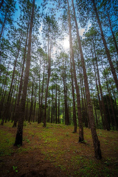 Prachtig Lariksbos Met Verschillende Bomen Dennenbos Groen Berg Natuurpad Bij — Stockfoto