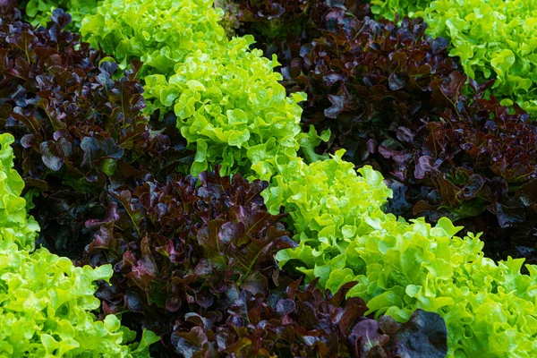 Beautiful Organic Green Red Oak Lettuce Salad Vegetable Garden Soil — Stock Photo, Image