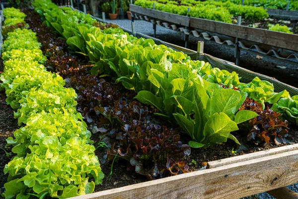 Piękny Organiczny Butterhead Mini Cos Sałata Zielonego Czerwonego Dębu Lub — Zdjęcie stockowe