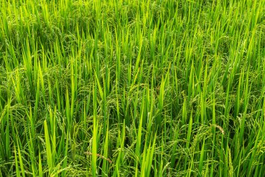 Pirinç tarlası yeşil çimenli tarla mısır tarlası ya da Asya 'da tarımsal hasat günışığı dokusu arka planında.