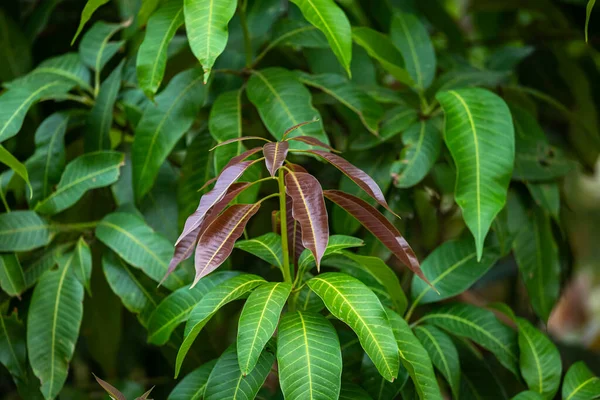 Młody Zielony Mango Liście Tekstury Tło Świeże Liście Okresie Letnim — Zdjęcie stockowe