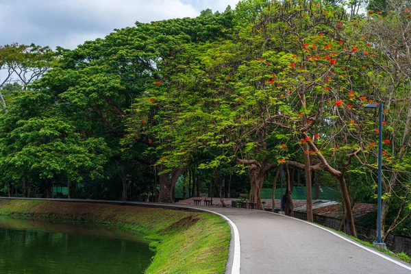 Straße Landschaft Blick Und Tropische Rote Blumen Royal Poinciana Ang — Stockfoto
