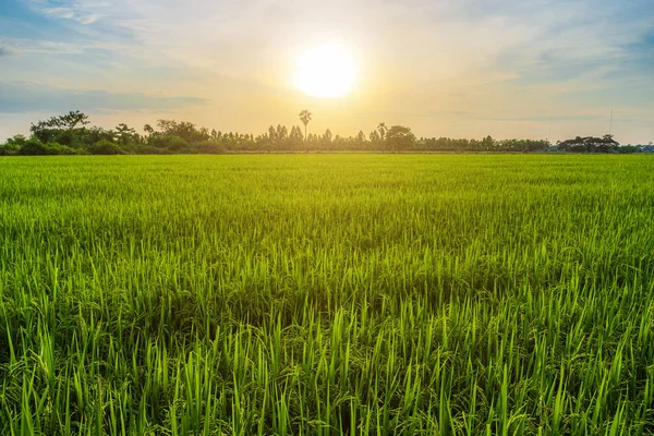 Paisaje Panorámico Campo Arroz Hierba Verde Con Campo Maíz Asia — Foto de Stock