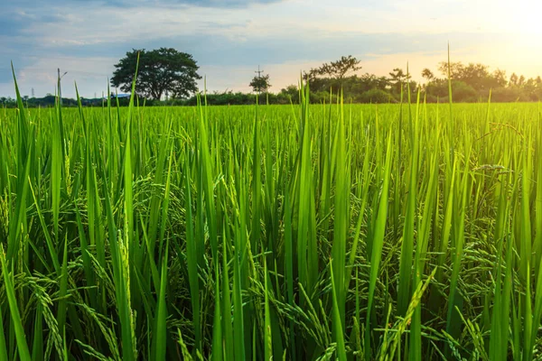 Paisaje Panorámico Campo Arroz Hierba Verde Con Campo Maíz Asia — Foto de Stock