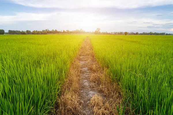 稻田绿草与田园的风景风景景观或亚洲乡村农业收获与蓬松云蓝天夕阳的背景 — 图库照片