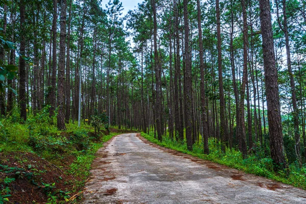 Floresta Larício Bonita Com Árvores Diferentes Pinhal Verde Montanha Trilha — Fotografia de Stock