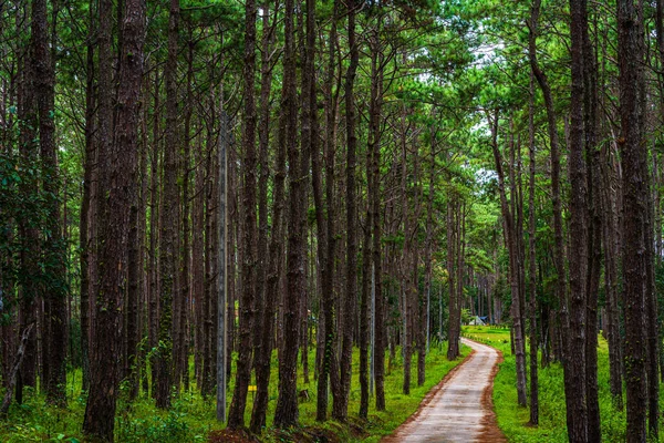 Prachtig Lariksbos Met Verschillende Bomen Dennenbos Groen Berg Natuurpad Bij — Stockfoto