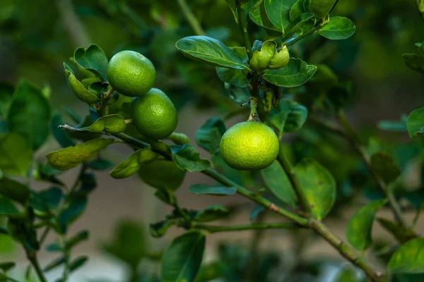 Крупним Планом Зелені Лимони Ростуть Лимонному Дереві Садовому Фоні Збору — стокове фото