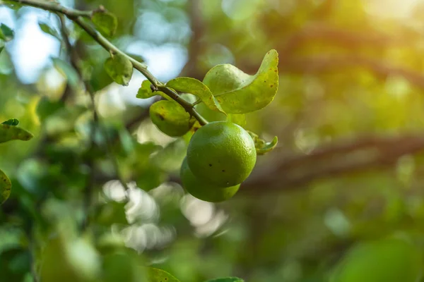 Close up of green lemons grow on the lemon tree in a garden background  harvest citrus fruit thailand.