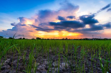 Hasattan sonra pirinç tarlasında yanmış çim pirinç sakalı ve kuru toprak ya da Alacakaranlık mavisi parlak ve turuncu renkli dramatik gün batımı kabarık bulutlu çatlak toprak dokusu 