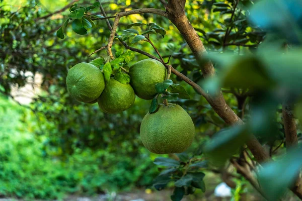 Close up of green Grapefruit grow on the Grapefruit tree in a garden background  harvest citrus fruit thailand.