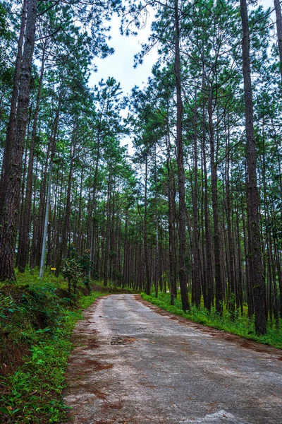 Floresta Larício Bonita Com Árvores Diferentes Pinhal Verde Montanha Trilha — Fotografia de Stock