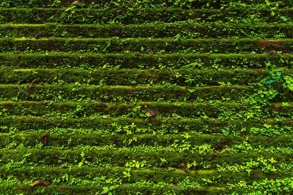 Old Background Wall Large Texture Green Moss Wat Umong Suan — Stock Photo, Image
