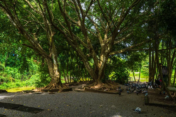 Naturpark Wat Umong Suan Puthanatham Ist Ein Buddhistischer Tempel Ist — Stockfoto