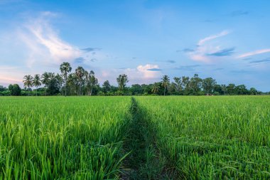 Pirinç tarlasının manzaralı yeşil çimen tarlası ya da Asya 'da tarım hasadı. Kabarık bulutlu mavi gökyüzü akşam arkaplanı..