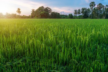 Pirinç tarlasının manzaralı yeşil çimen tarlası ya da Asya 'da tarım hasadı. Kabarık bulutlu mavi gökyüzü akşam arkaplanı..