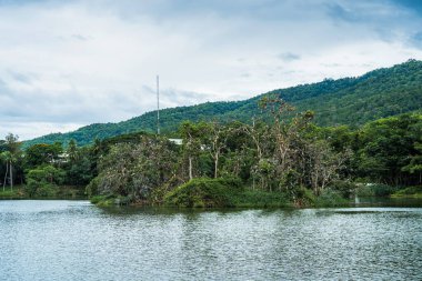 Doğadaki Ang Kaew Chiang Mai Üniversitesi 'ndeki ağaçların tepesindeki kuş sürüsü bahar bulutlu arka planda beyaz bulutlu gökyüzünü izliyor..