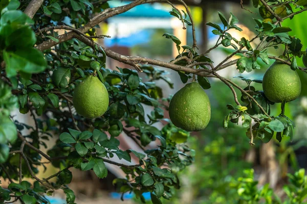 Close up of green Grapefruit grow on the Grapefruit tree in a garden background  harvest citrus fruit thailand.