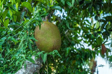 Jackfruit 'deki genç Jackfruit, arka planda hasat yapılan Tayland bahçesinde yetişen Asya yaz meyveleridir..