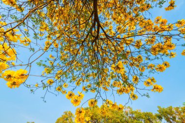 Güzel açan Sarı Tabebuia Chrysotricha Sarı Trompet çiçekleri baharda bahçedeki parkla ve Tayland 'daki günbatımı gökyüzü arka planıyla çiçek açıyor..