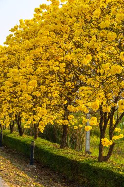 Güzel açan Sarı Tabebuia Chrysotricha Sarı Trompet çiçekleri baharda bahçedeki parkla ve Tayland 'daki günbatımı gökyüzü arka planıyla çiçek açıyor..