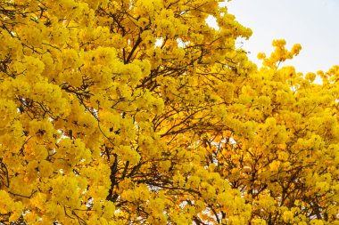Güzel açan Sarı Tabebuia Chrysotricha Sarı Trompet çiçekleri baharda bahçedeki parkla ve Tayland 'daki günbatımı gökyüzü arka planıyla çiçek açıyor..