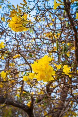 Güzel açan Sarı Tabebuia Chrysotricha Sarı Trompet çiçekleri baharda bahçedeki parkla ve Tayland 'daki günbatımı gökyüzü arka planıyla çiçek açıyor..