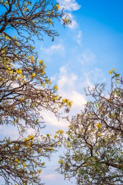 Güzel açan Sarı Tabebuia Chrysotricha Sarı Trompet çiçekleri baharda bahçedeki parkla ve Tayland 'daki günbatımı gökyüzü arka planıyla çiçek açıyor..