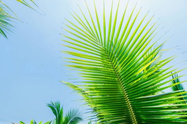 Yeşil hindistancevizi, doğada ağaç fidanlığı, gün ışığı, mavi gökyüzü, Tayland 'da beyaz bulutlar bırakır..