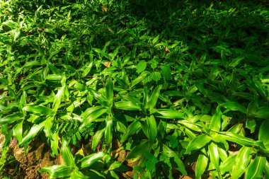 Huai Kaeo Şelalesi 'ndeki Huai Kaeo Şelalesi' nde yeşil orman doğası Chiang Mai, Tayland 'da turistik bir eğlence parkında güzel yeşil kalipya kokuları..