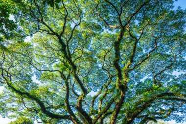 Güzel yeşil yapraklar, güneş ışınları ve mavi gökyüzü arkaplanı olan büyük ağaç silueti gibi parlıyor..