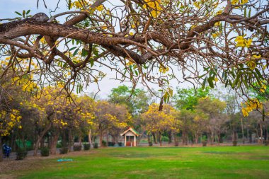 Güzel açan sarı trompet ağacı veya Tabebuia aurea yolu kenarında baharda bahçede ve Tayland 'da günbatımında parkla çiçek açan.