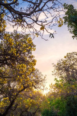 Güzel açan sarı trompet ağacı veya Tabebuia aurea yolu kenarında baharda bahçede ve Tayland 'da günbatımında parkla çiçek açan.
