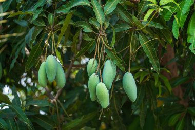 Taze yeşil mangoların yakın çekim alanı. Bahçe çiftliğindeki mango ağacında asılı. Arka planda güneş ışığı olan meyve hasadı Tayland 'da..