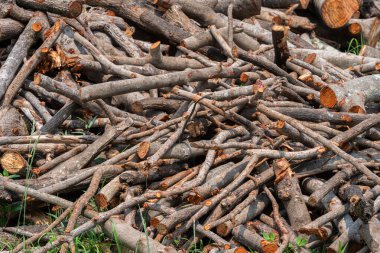 Evdeki odun yığınına sahip kütük orman ormanlarında saklanıyor ormandaki yeşil biyokütle enerjisi.