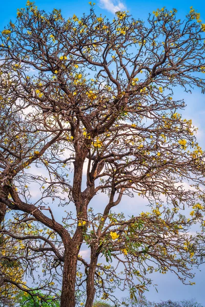 Güzel açan sarı trompet ağacı veya Tabebuia aurea yolu kenarında baharda bahçede ve Tayland 'da günbatımında parkla çiçek açan.
