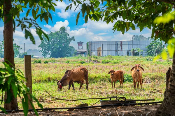 Tayland inekleri çimen tarlasında ot yer bahçeye entegre tarım doğası gün ışığında mavi gökyüzü bulutları Tayland 'da.
