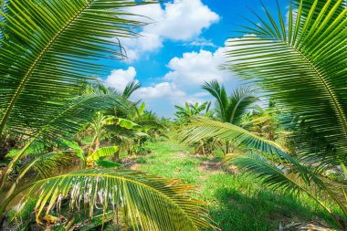 Yeşil hindistan cevizi yaprakları doğada bir tropikal yağmur ormanı bahçe tarımı entegre bahçe gündüz mavi gökyüzü beyaz bulutlar Tayland 'da.