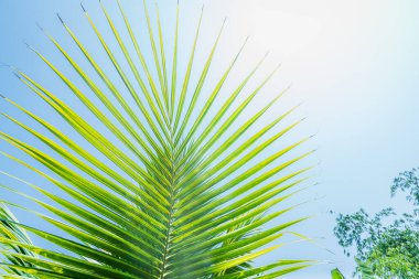 Yeşil hindistancevizi, doğada ağaç fidanlığı, gün ışığı, mavi gökyüzü, Tayland 'da beyaz bulutlar bırakır..