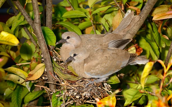 Гнездо двух голубей — стоковое фото