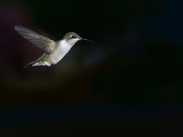 Alas de aves tarareando — Foto de Stock