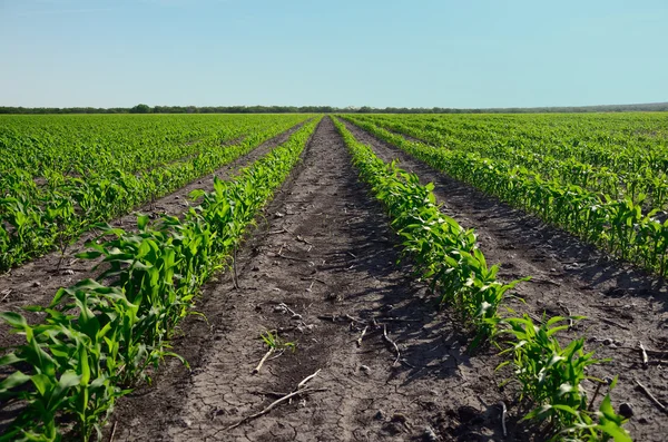 Campo de Milo — Foto de Stock