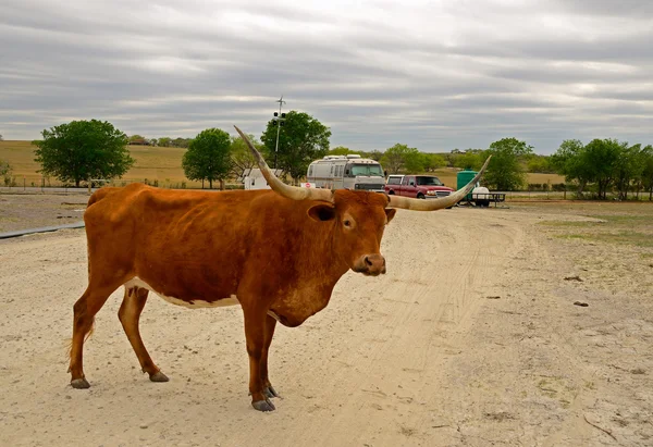 RR Longhorn — стокове фото